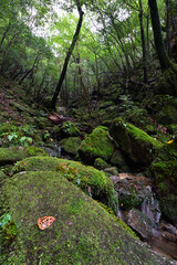 Fototapeta na wymiar Deep forest of Yakushima, Japan