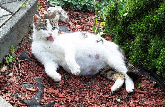 Resting Pregnant cat sprawled on the Ground.