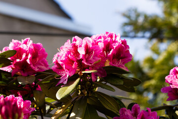 Rhododendron in Pink