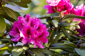 Rhododendron in Pink