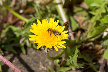 Löwenzahn mit Biene