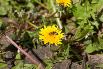 Löwenzahn mit Biene