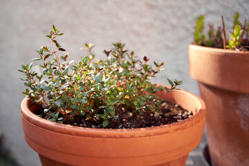 Fresh thyme growing in a flowerpot in a garden outdoors