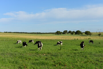 Cattle in Argentine countryside,La Pampa Province, Argentina.