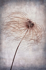 Close up of the seed of Clematis vitalba on a grunge background. Wild Clematis or Old Man's Beard
