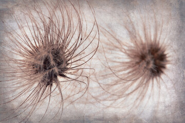Close up of the seed of Clematis vitalba on a grunge background. Wild Clematis or Old Man's Beard
