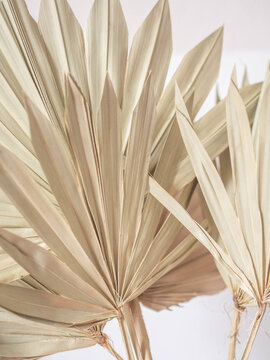Dried fan shaped tropical palm tree leafs