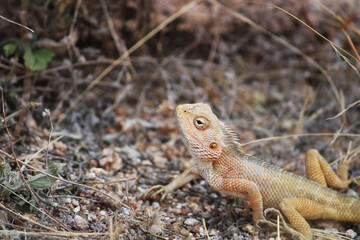 Beautiful close-up view of the oriental garden lizard.