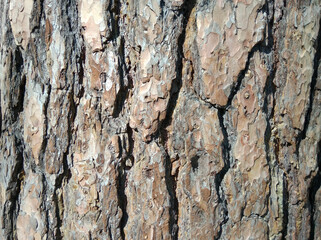 Bark pine species near