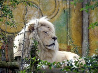 Naklejka premium lion