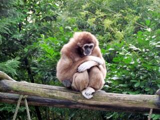 gibbon