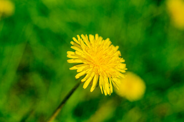 Yellow dandelions grow on green grass during the day