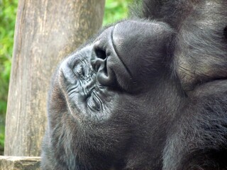 gorille