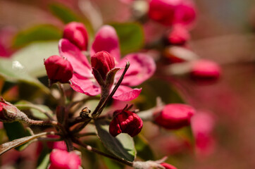 Red flowers of blooming apple tree in spring in the rays of sunlight