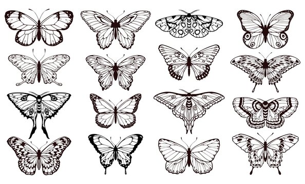 Butterfly silhouettes. Black outline butterflies tattoo graphic, tropical cute insects. Metamorphosis and spring symbols isolated vector set for wedding card design. Various forms of moths