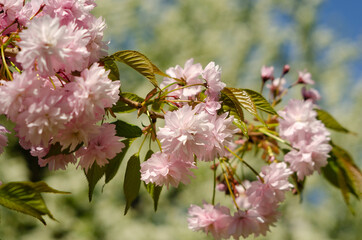 Pink sakura flowers near spring in sunlight
