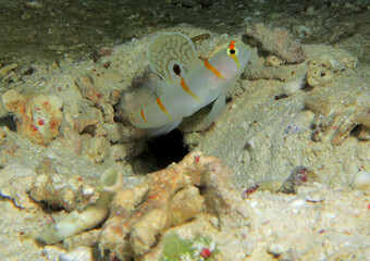 Orange Stripe Prawn Goby also known as Randall's Shrimp Goby Cebu Philippines