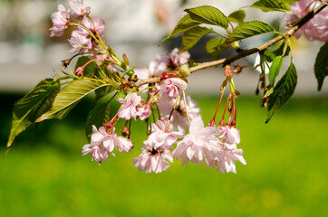 Pink sakura flowers near spring in sunlight
