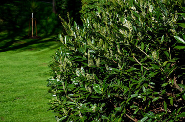 An evergreen shrub in front of a fence made of light wooden planks will improve the opacity of the...