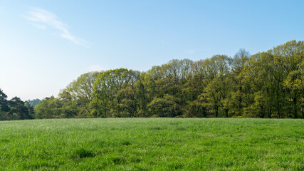 Trees in front of grass landscape