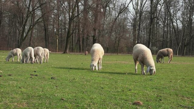 le pecore nella fattoria brucano l'erba del prato