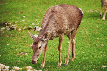 A young female red deer maral eats fresh grass in early spring. A beautiful animal in the wild.
