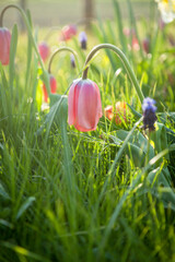 Zarte Frühlingsblüte: Rosa-rote Tulpe im grünen Gras. Sonniger Tag, herrliche Naturkulisse....