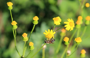 Fototapeta premium Honey bee Apis mellifera on yellow flowers
