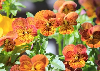 Red striped pansies in the garden in spring