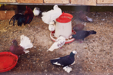 Different breeds of pigeons eat food in the feeder. Breeding of purebred pigeons.
