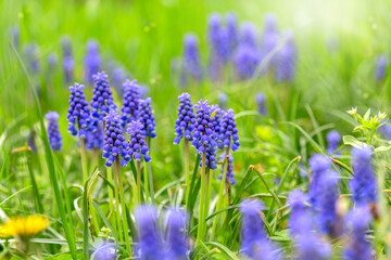 Blue Muscari flowering in early spring.