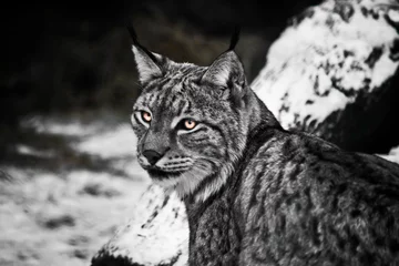 Schilderijen op glas Coquettish lynx with glowing eyes half-turn because of crying on a cold snowy background contrasting black and © Mikhail Semenov