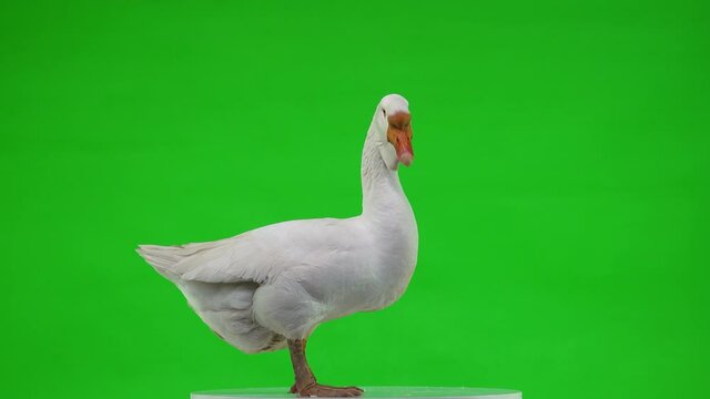 white kholmogory goose stands on a green screen and opens its beak, studio