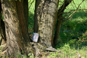 found geocaching hiding place with a cache in a box in a tree in the Herrenkrugpark near Magdeburg...
