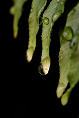 gocce d'acqua su felce