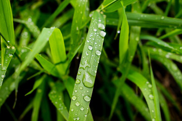 Fototapeta Krople po deszczu na trawie obraz