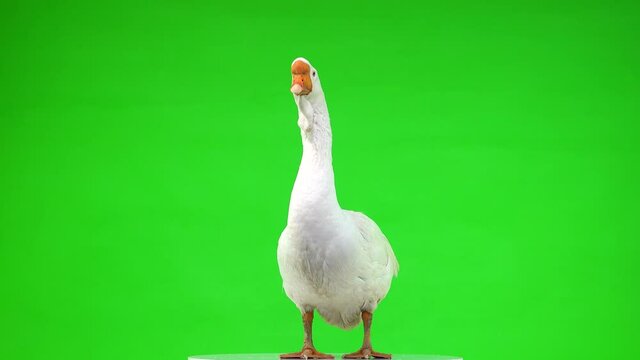 white kholmogory goose looks at the camera and shakes the featherson green screen, studio