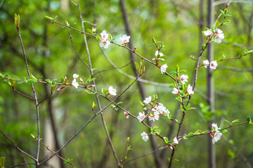 Tree branches with spring flowers. Cherry blossom or cherry blossom, beautiful natural background