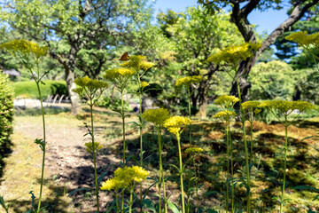 初秋の金沢旅行　特別名勝兼六園のオミナエシ