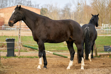 Obraz premium Horses for riding on a farm in the Herrenkrug near Magdeburg in Germany 