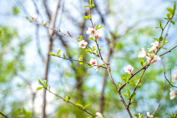 Tree branches with spring flowers. Cherry blossom or cherry blossom, beautiful natural background