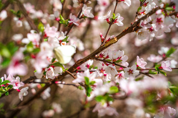 Tree branches with spring flowers. Cherry blossom or cherry blossom, beautiful natural background