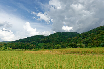 Traditional Farmer Harvesting rice in their farm under mountain in Nan, Thailand