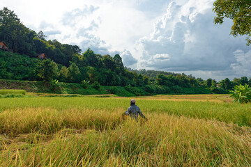 Fototapeta na wymiar Traditional Farmer Harvesting rice in their farm under mountain in Nan, Thailand