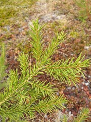 pine needles