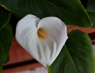 A beautiful white plant in the garden