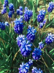 Blue flowers muscari. Flower bed
