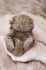 Britisch Kurzhaar Kitten wird auf Händen getragen - pures Vertrauen