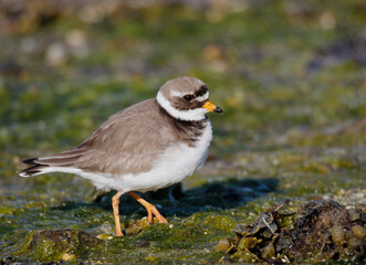 Ringed Plover