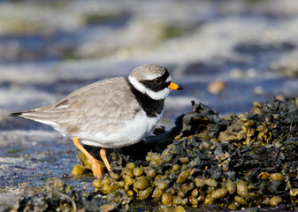 Ringed Plover